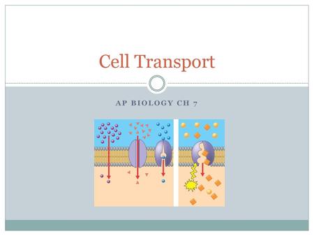 Cell Transport AP Biology ch 7.