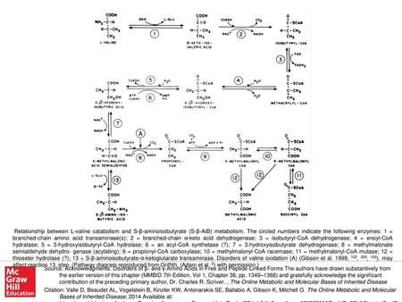 Relationship between L-valine catabolism and S-β-aminoisobutyrate (S-β-AiB) metabolism. The circled numbers indicate the following enzymes: 1 = branched-chain.