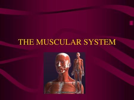 THE MUSCULAR SYSTEM.