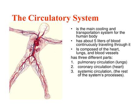 The Circulatory System