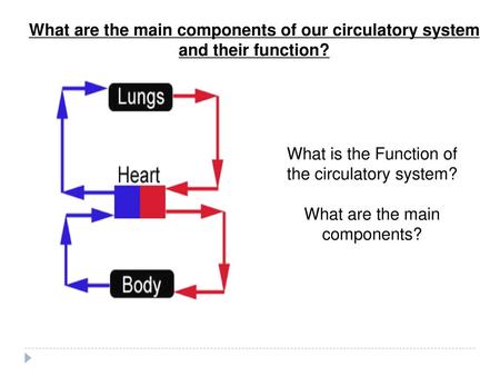 What is the Function of the circulatory system?