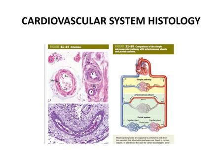 CARDIOVASCULAR SYSTEM HISTOLOGY