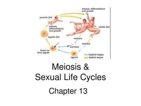 Meiosis & Sexual Life Cycles