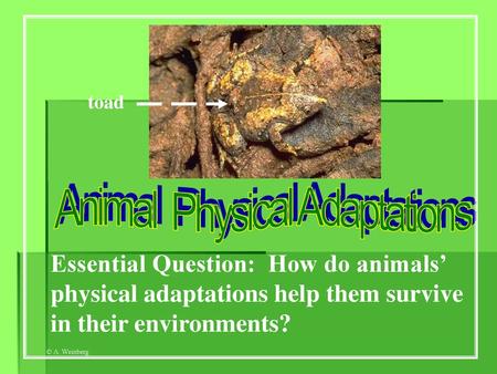 Animal Physical Adaptations