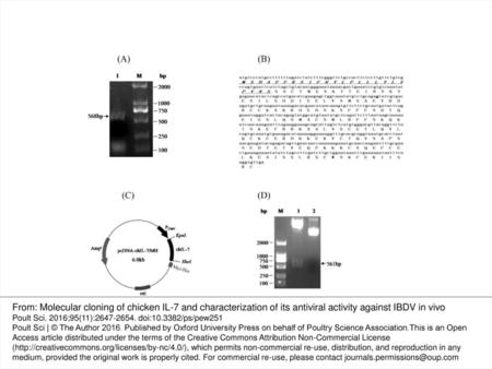 Figure 1. ChIL-7 gene amplification and its eukaryotic expression vector construction. (A) Chicken IL-7 cDNA gene amplified by RT-PCR: Lane 1, IL-7 gene.