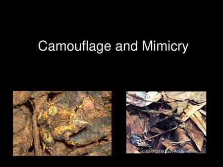 Camouflage and Mimicry