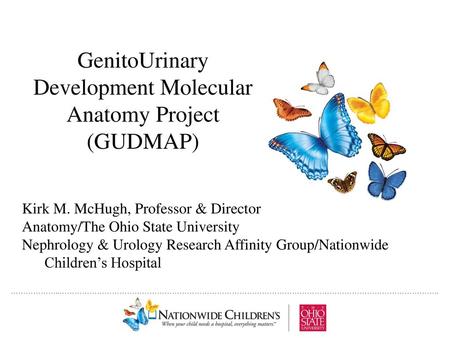 GenitoUrinary Development Molecular Anatomy Project