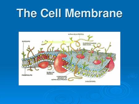 The Cell Membrane.