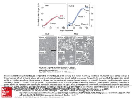 Genetic instability in epithelial tissues compared to stromal tissues