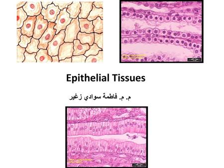 Epithelial Tissues م. م. فاطمة سوادي زغير.