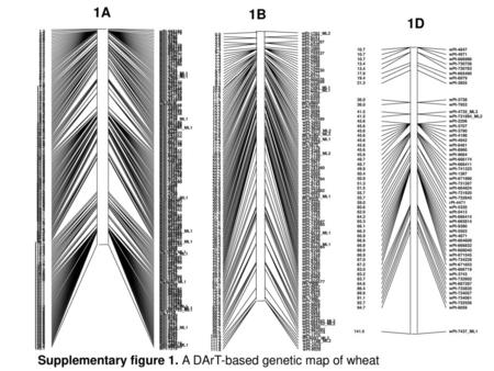 1A 1B 1D Supplementary figure 1. A DArT-based genetic map of wheat