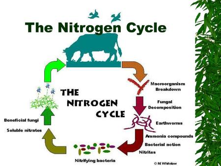 The Nitrogen Cycle.