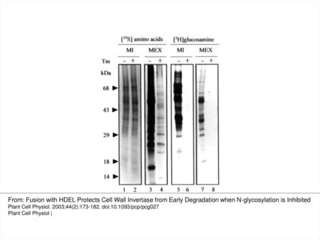 Fig. 1 Tunicamycin strongly inhibits glycoprotein secretion