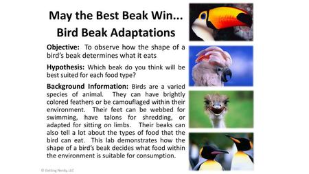 May the Best Beak Win... Bird Beak Adaptations