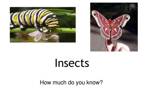 Insects  How much do you know?.