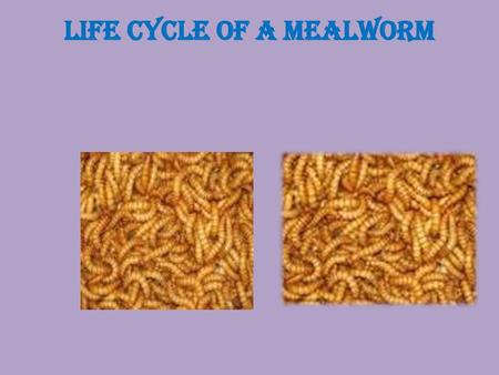 Life cycle of a Mealworm