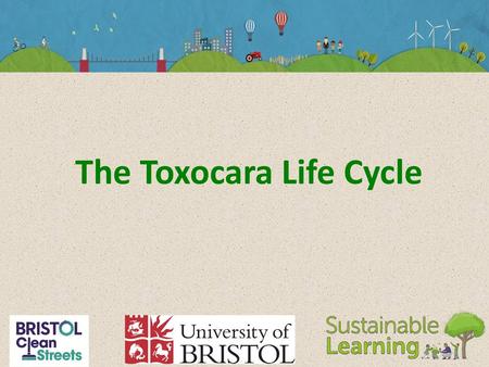 The Toxocara Life Cycle