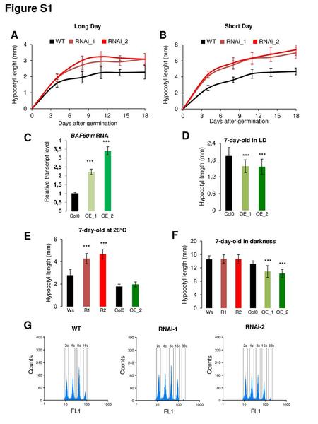 Figure S1 A B C D E F G Long Day Hypocotyl lenght (mm)
