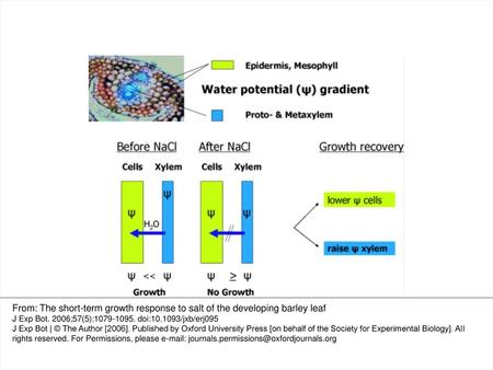 Fig. 1. Water potential (ψ) gradients between leaf xylem (higher ψ) and peripheral elongating cells (lower ψ) are required to sustain cell elongation.