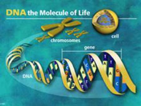 The Structure of DNA All life on earth uses a chemical called DNA to carry its genetic code or blueprint. In this lesson we be examining the structure.