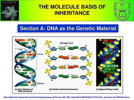 THE MOLECULE BASIS OF INHERITANCE