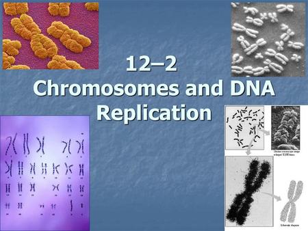 12–2 Chromosomes and DNA Replication