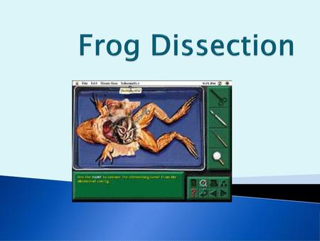 Frog Dissection.