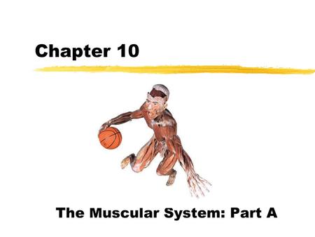 The Muscular System: Part A