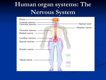 Human organ systems: The Nervous System