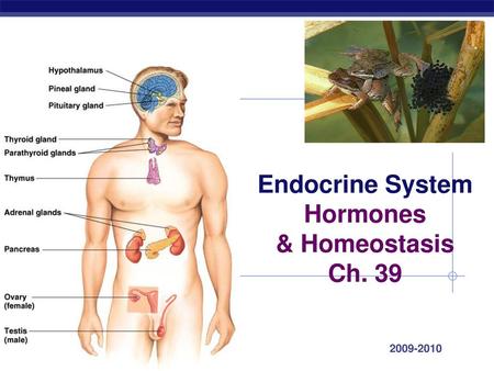 Hormones & Homeostasis