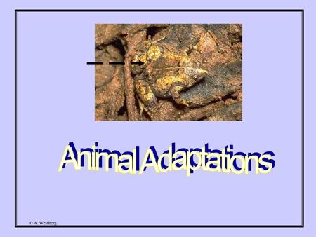 Animal Adaptations.