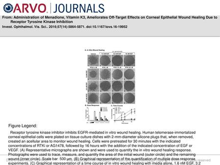 From: Administration of Menadione, Vitamin K3, Ameliorates Off-Target Effects on Corneal Epithelial Wound Healing Due to Receptor Tyrosine Kinase Inhibition.