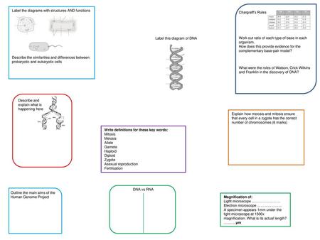 Chargraff’s Rules Work out ratio of each type of base in each organism. How does this provide evidence for the complementary base-pair model? What were.