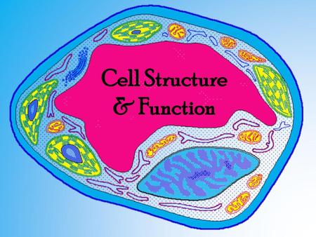 Cell Structure & Function