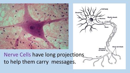 Nerve Cells have long projections to help them carry  messages.