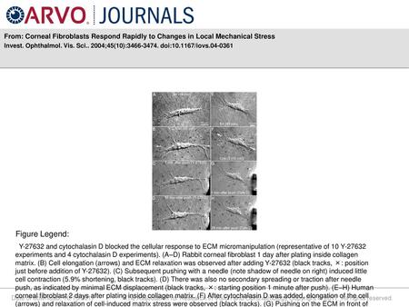 Invest. Ophthalmol. Vis. Sci ;45(10): doi: /iovs Figure Legend: