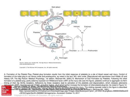 A. Formation of the Platelet Plug