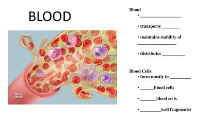 BLOOD Blood __________________ transports ________