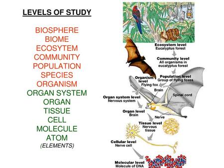 LEVELS OF STUDY BIOSPHERE BIOME ECOSYTEM COMMUNITY POPULATION SPECIES ORGANISM ORGAN SYSTEM ORGAN TISSUE CELL MOLECULE ATOM (ELEMENTS)