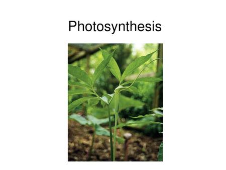 Photosynthesis.