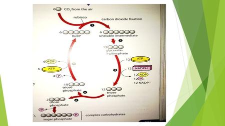 Gylceraldehyde phosphate