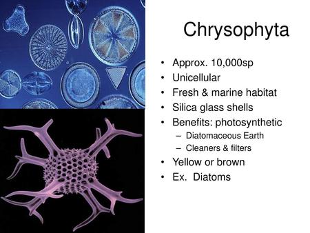 Chrysophyta Approx. 10,000sp Unicellular Fresh & marine habitat