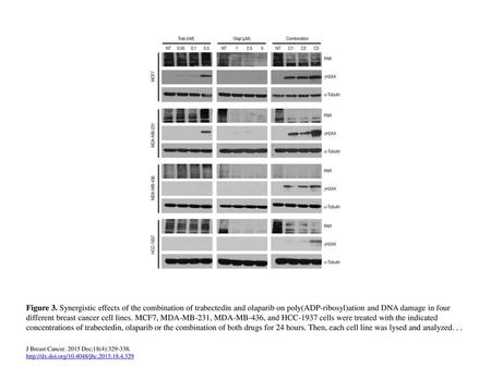 Figure 3. Synergistic effects of the combination of trabectedin and olaparib on poly(ADP-ribosyl)ation and DNA damage in four different breast cancer cell.