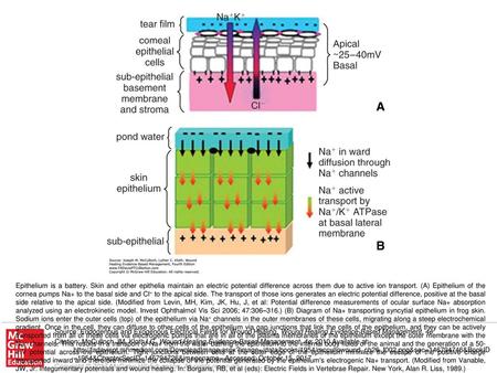 Epithelium is a battery