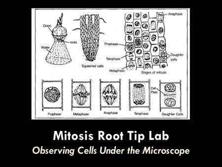 Mitosis Root Tip Lab Observing Cells Under the Microscope