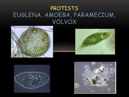 PROTISTS EUGLENA, AMOEBA, PARAMECIUM, VOLVOX