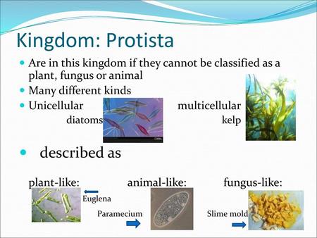 Kingdom: Protista described as