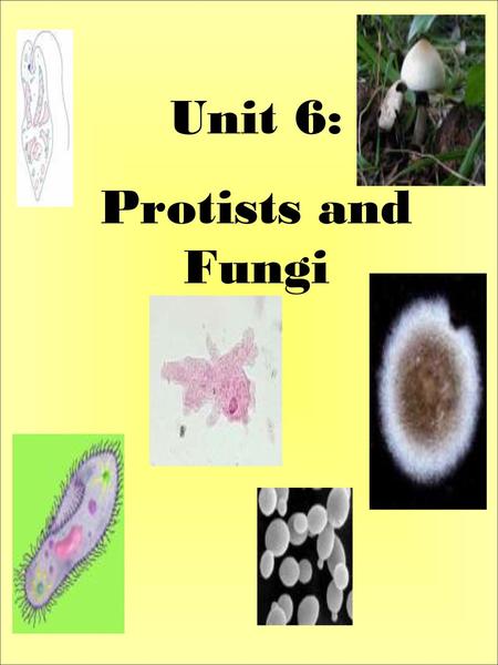 Unit 6: Protists and Fungi.