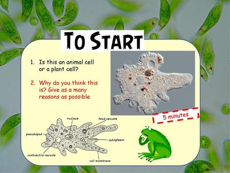 Is this an animal cell or a plant cell?