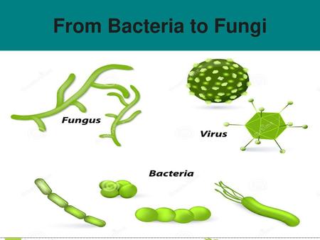 From Bacteria to Fungi.